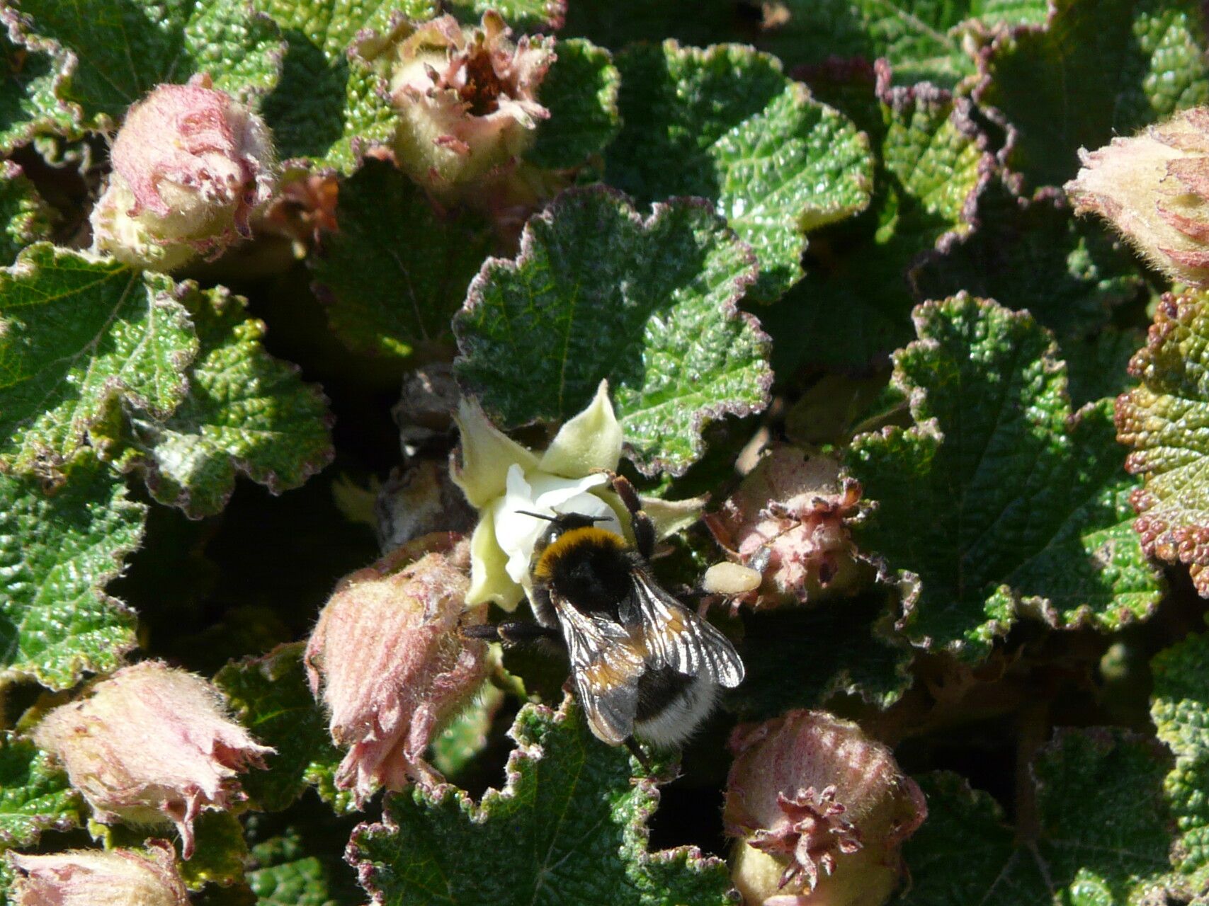 Rubus rolfei flower
