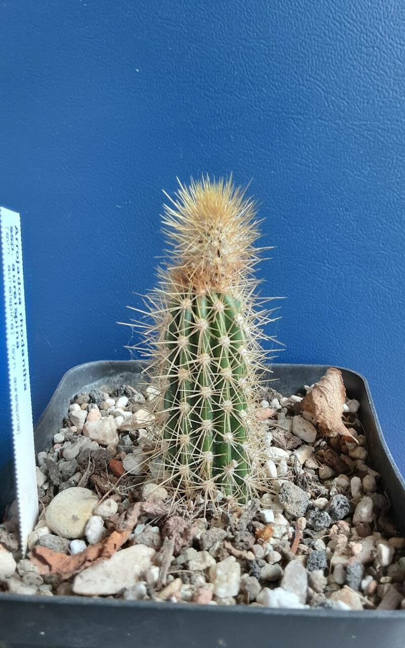 Arrojadoa rhodantha — related species from the same genus