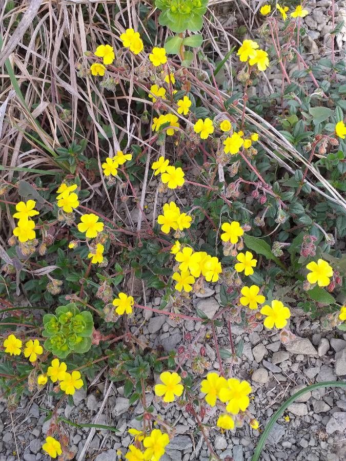 Potentilla tabernaemontani flower