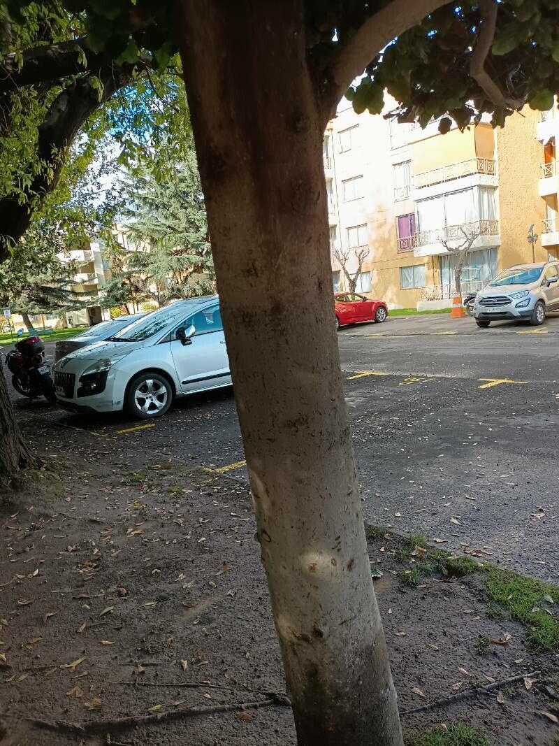 Beilschmiedia miersii bark