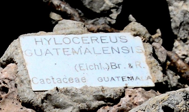 Selenicereus guatemalensis — search result for 'Selenicereus'