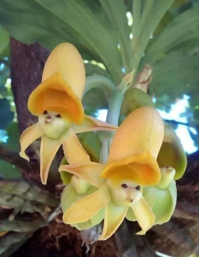 Stanhopea wardii flower
