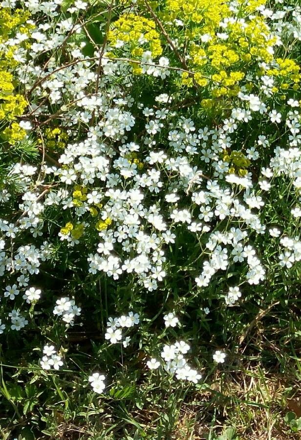 Spergula bocconii flower