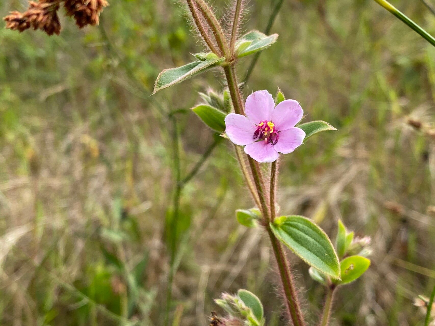 Desmoscelis villosa habit