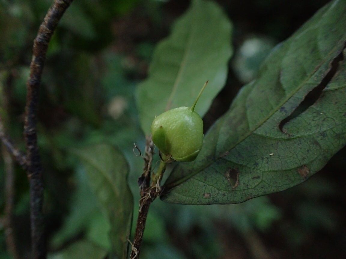 Rinorea uniflora — houseplant care guide