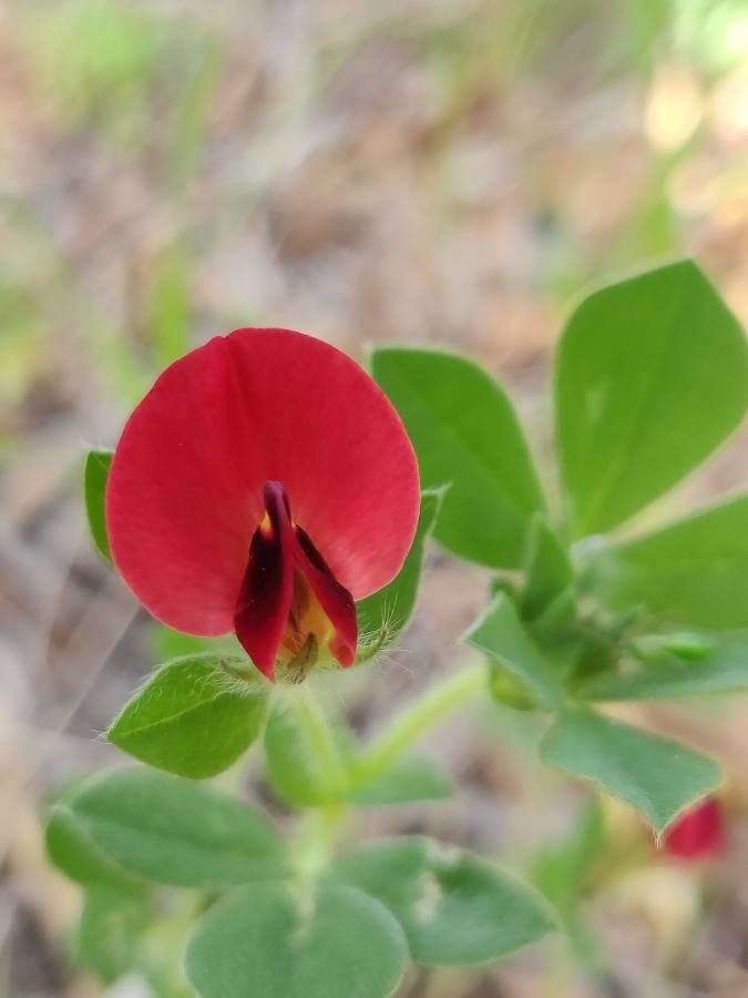 Lotus purpureus flower