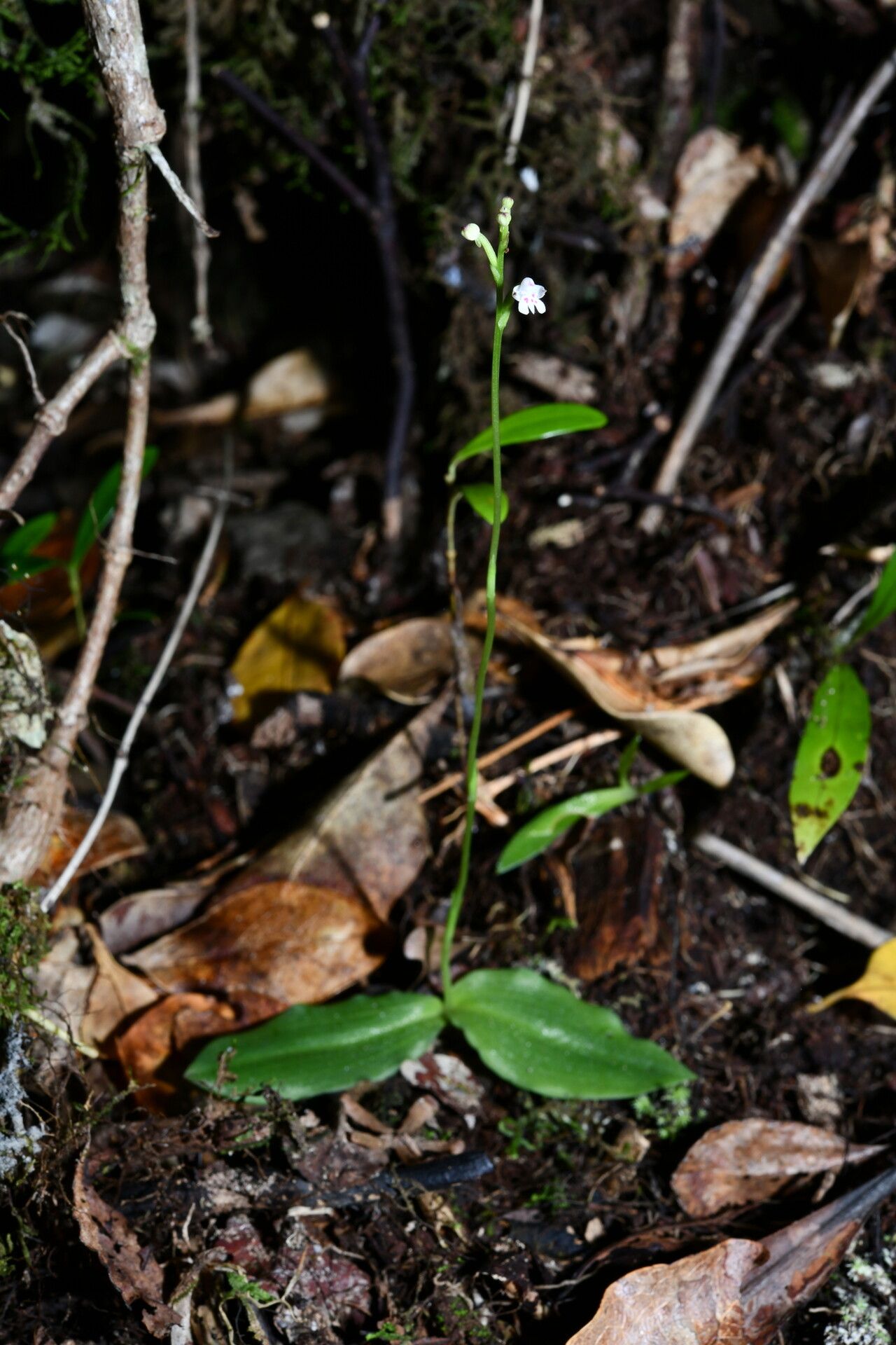 Cynorkis commersoniana — houseplant care guide