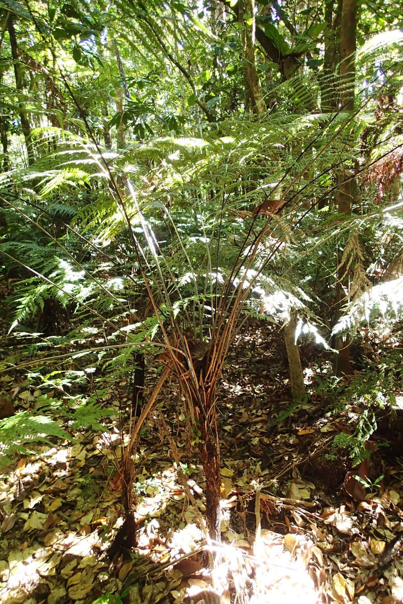 Saccoloma firmum habit