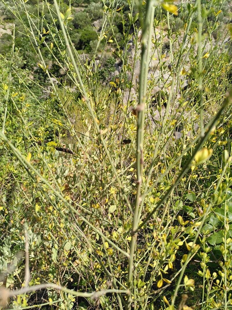 Cytisus cantabricus fruit