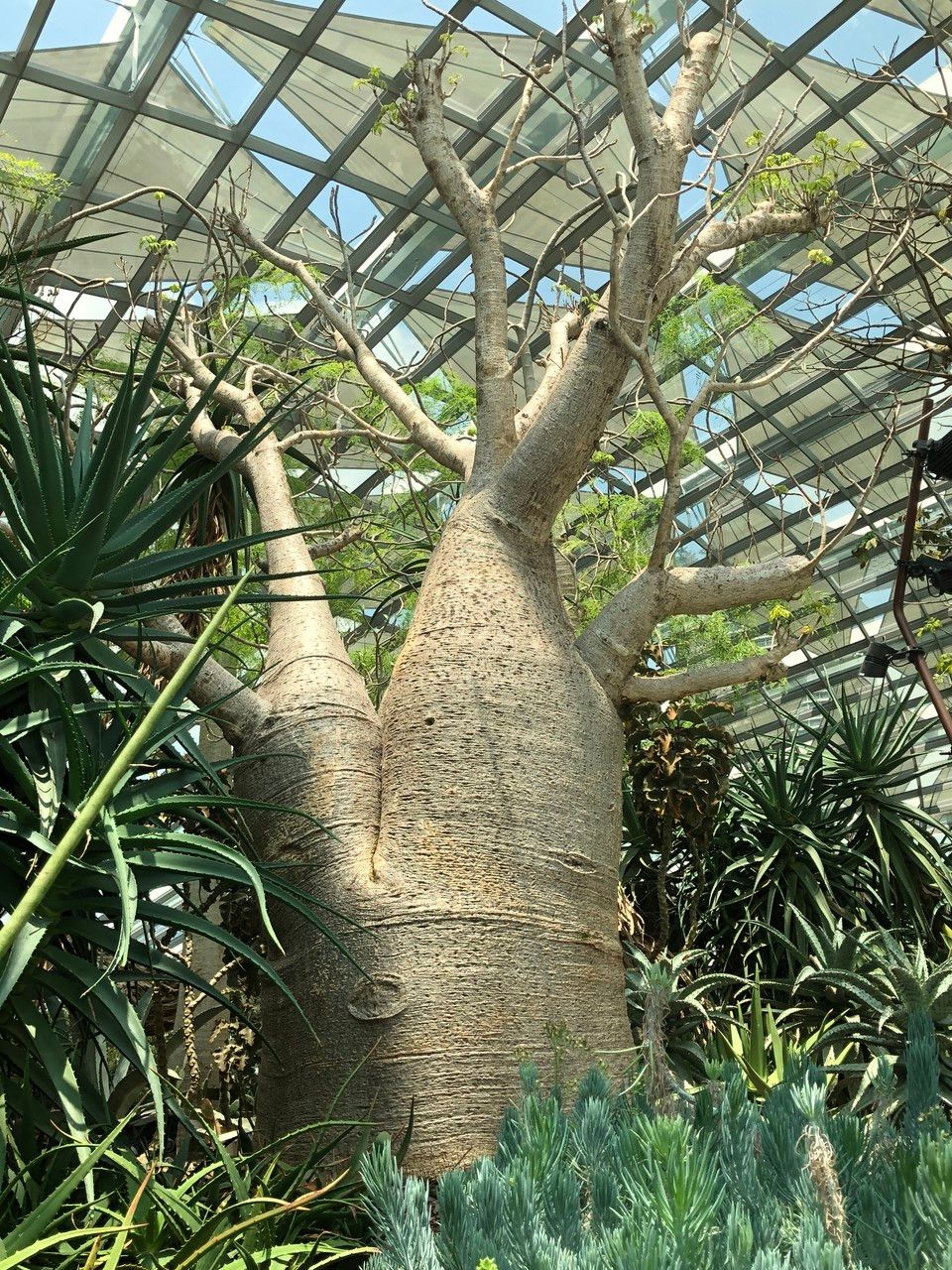 Adansonia gregorii habit