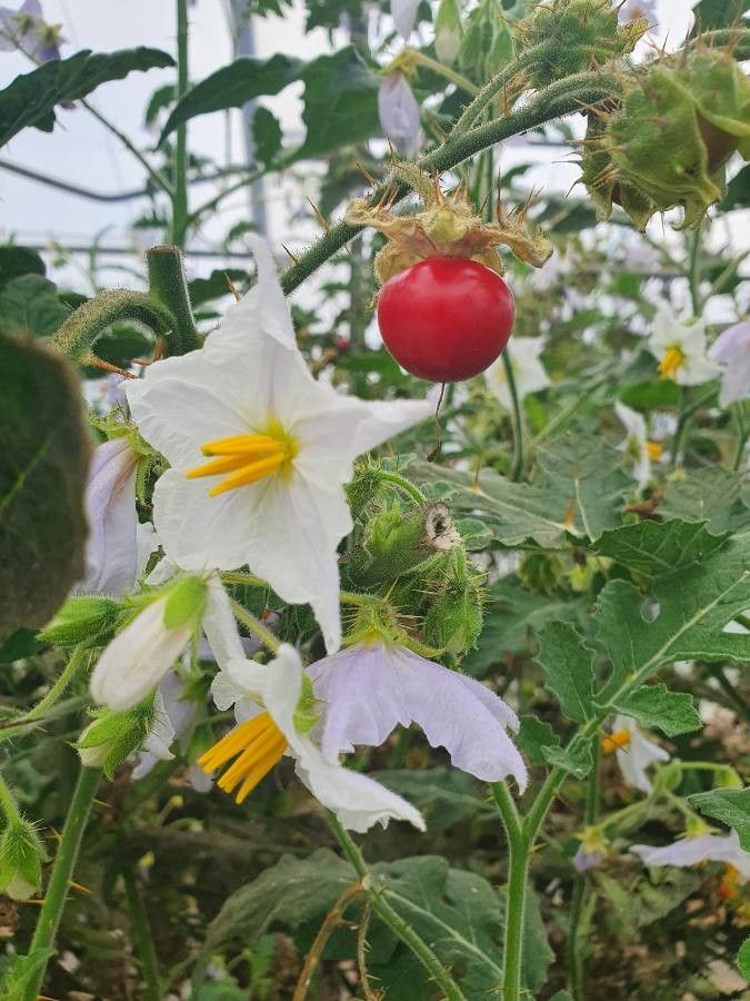 Solanum sisymbriifolium flower
