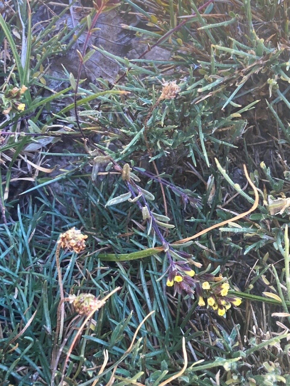 Odontites corsicus habit