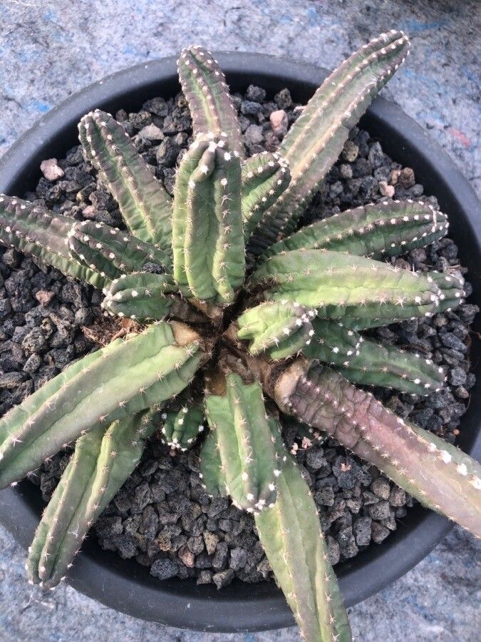 Echinocereus scheeri leaf