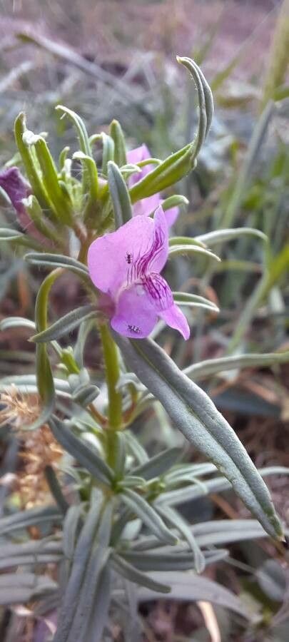 Misopates orontium flower