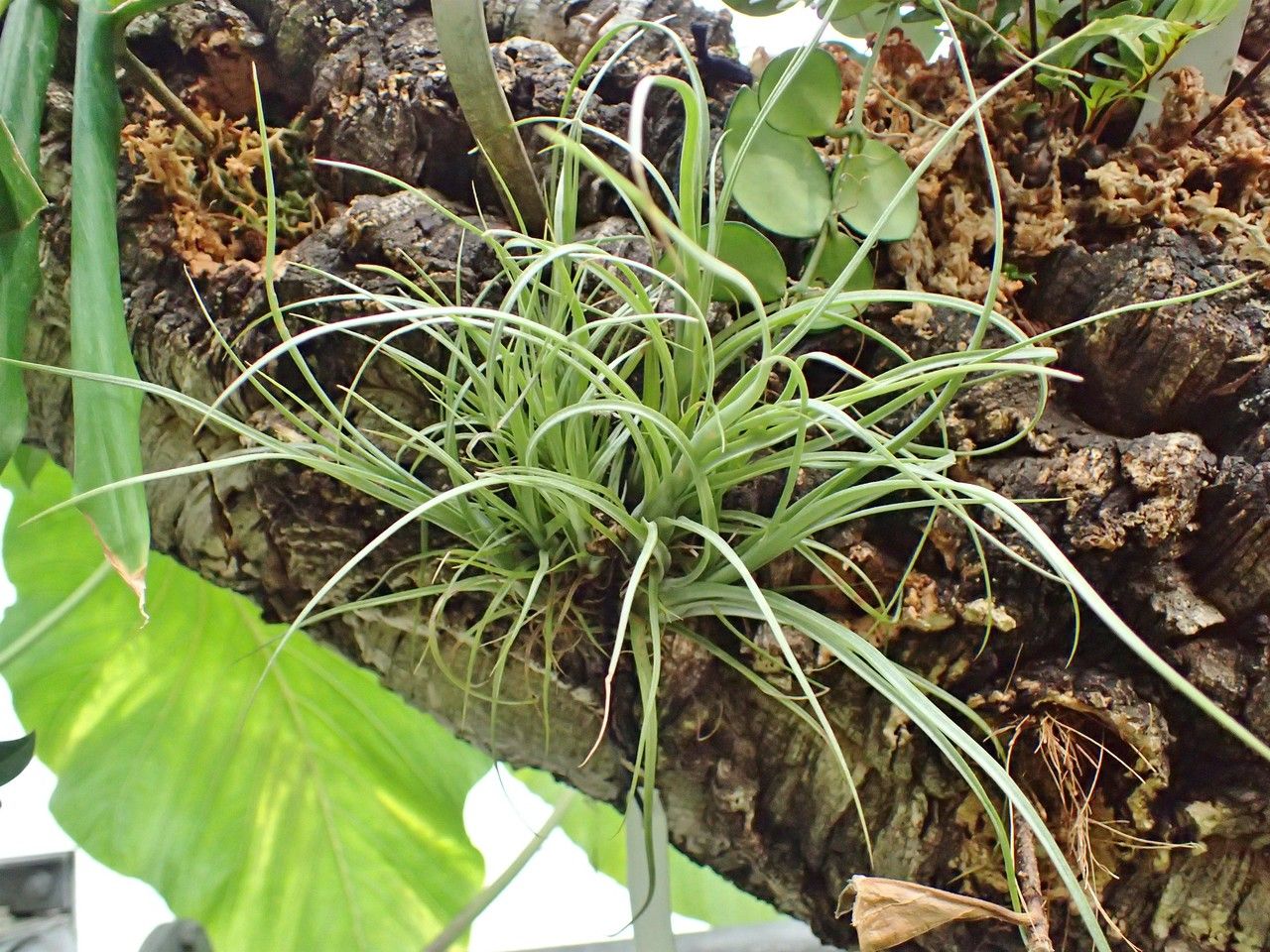 Tillandsia balbisiana habit