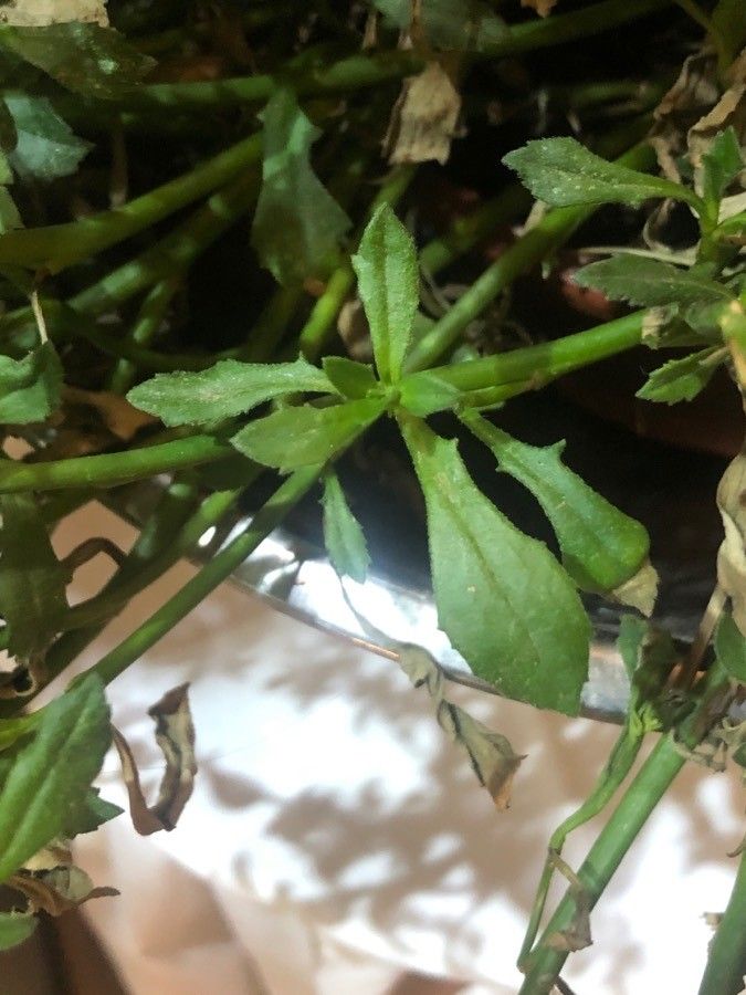 Scaevola aemula — related species from the same genus