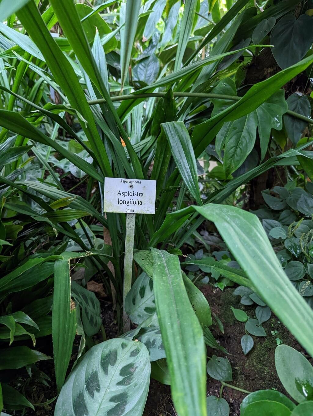 Aspidistra longifolia habit