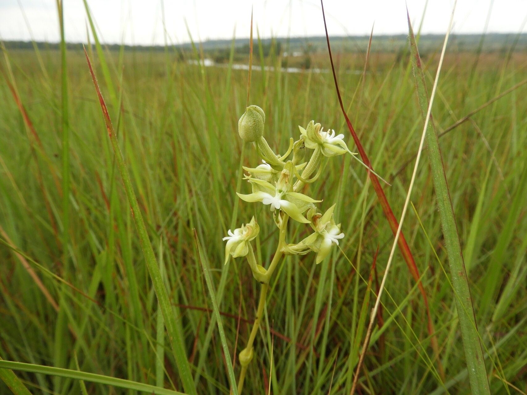 Habenaria calvilabris — houseplant care guide