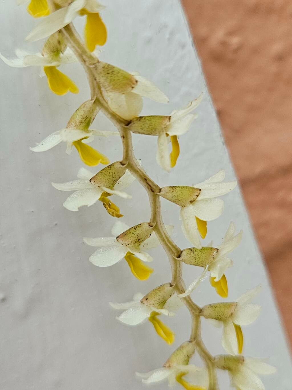 Coelogyne cobbiana flower