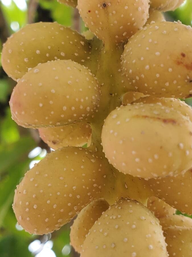 Magnolia champaca fruit