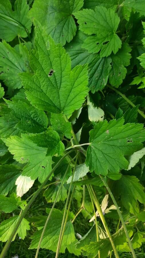 Anemone hupehensis — search result for 'Anemone'