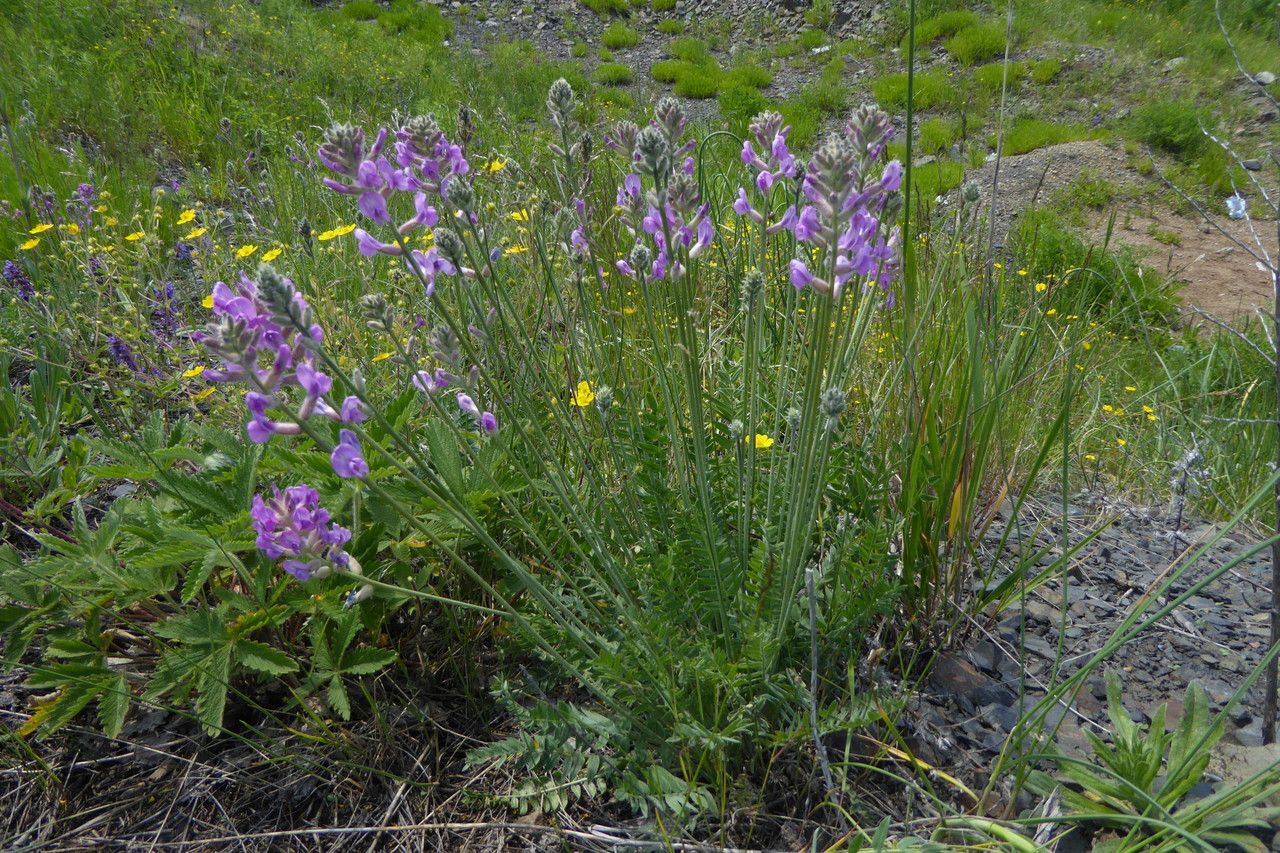 Oxytropis songorica flower