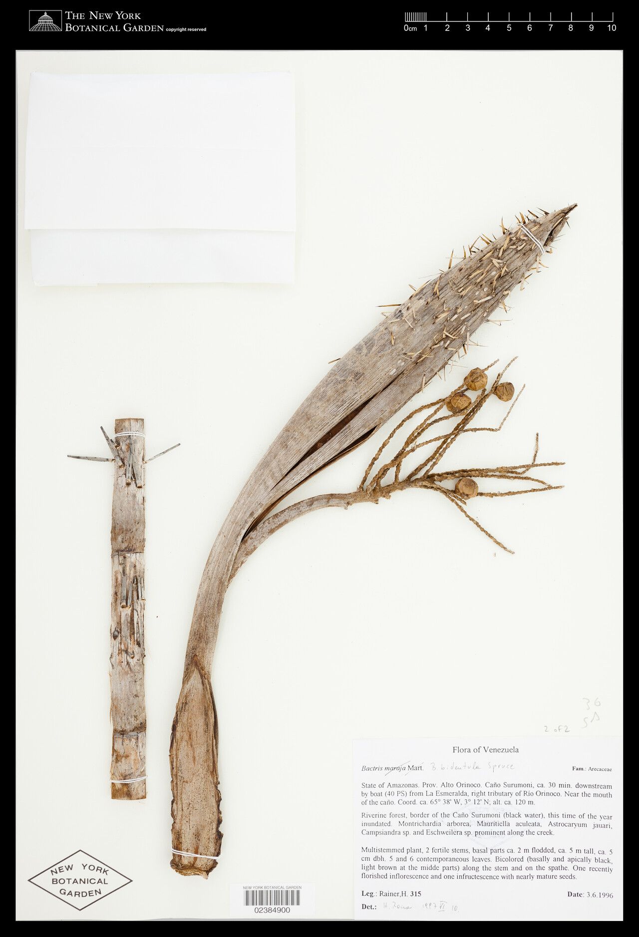 Bactris bidentula fruit