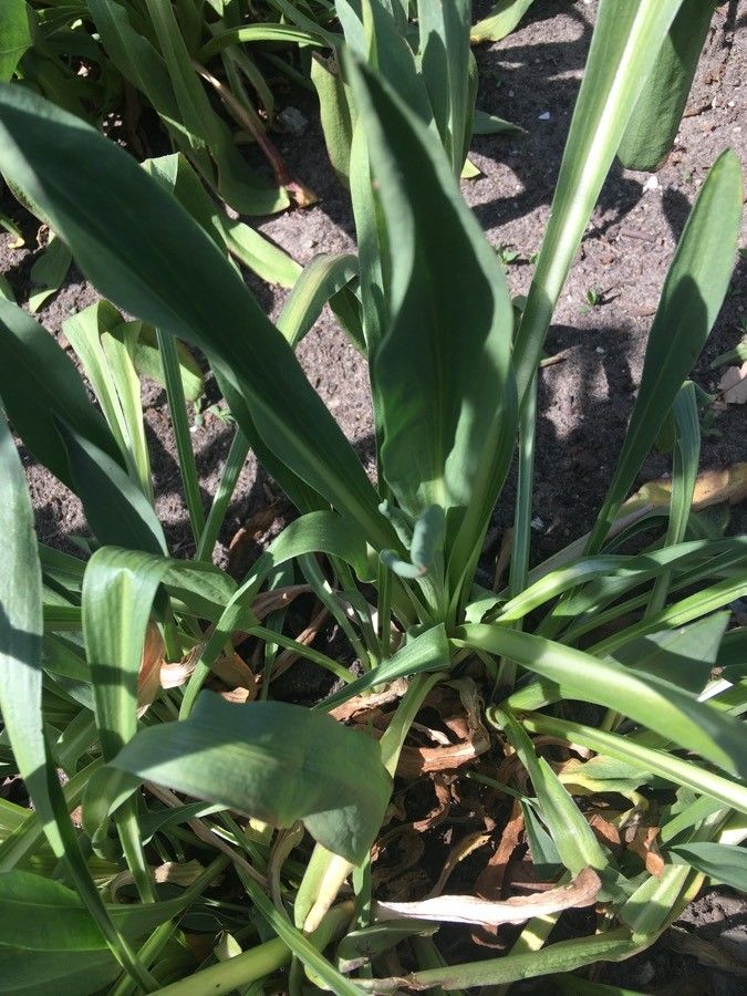 Hymenoxys hoopesii leaf