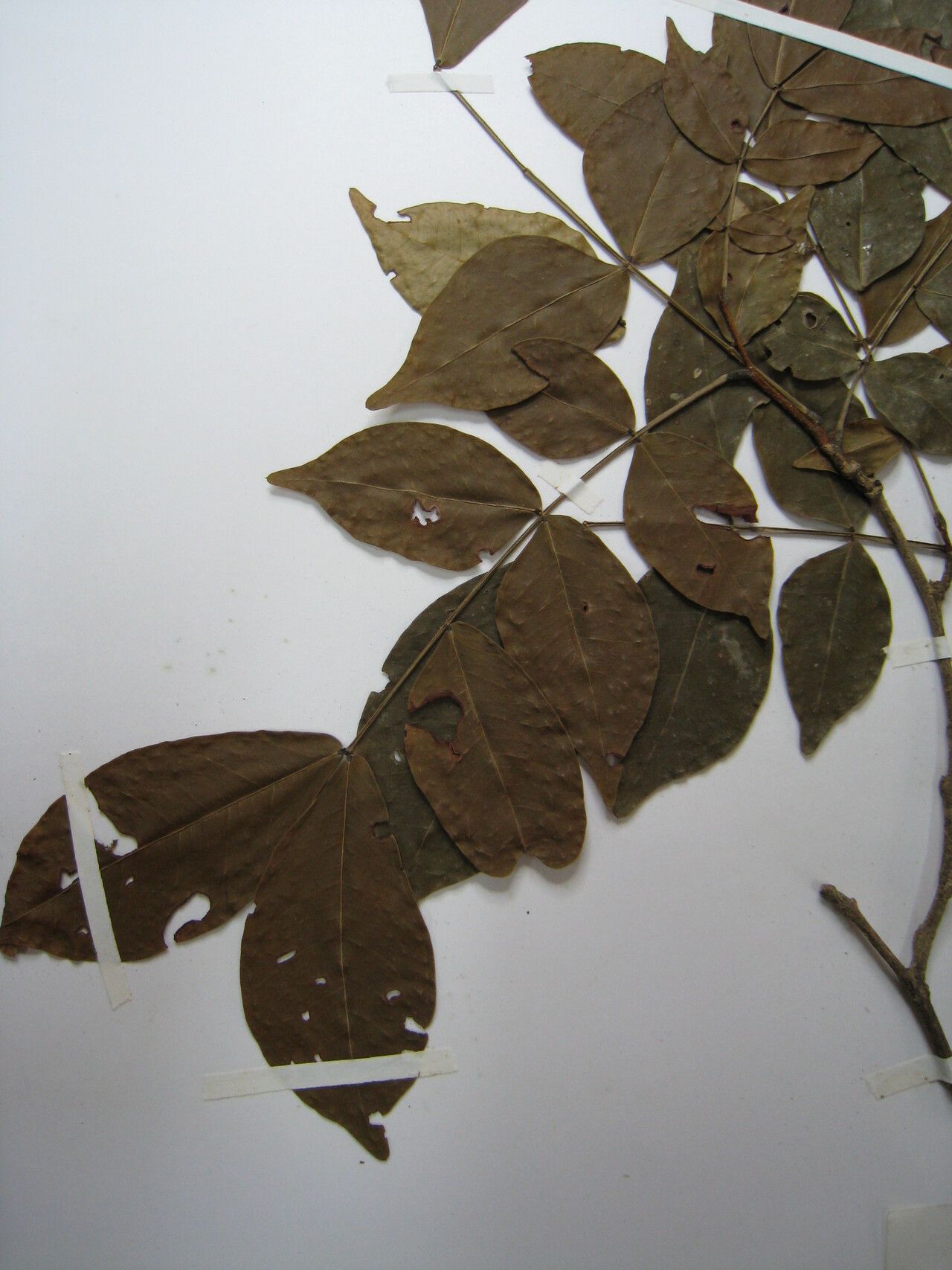 Inga gracilifolia other