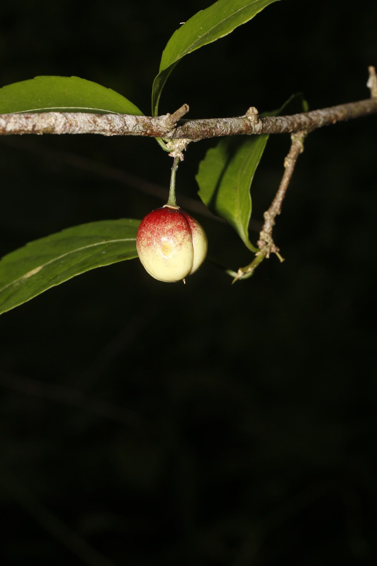 Casearia aculeata fruit