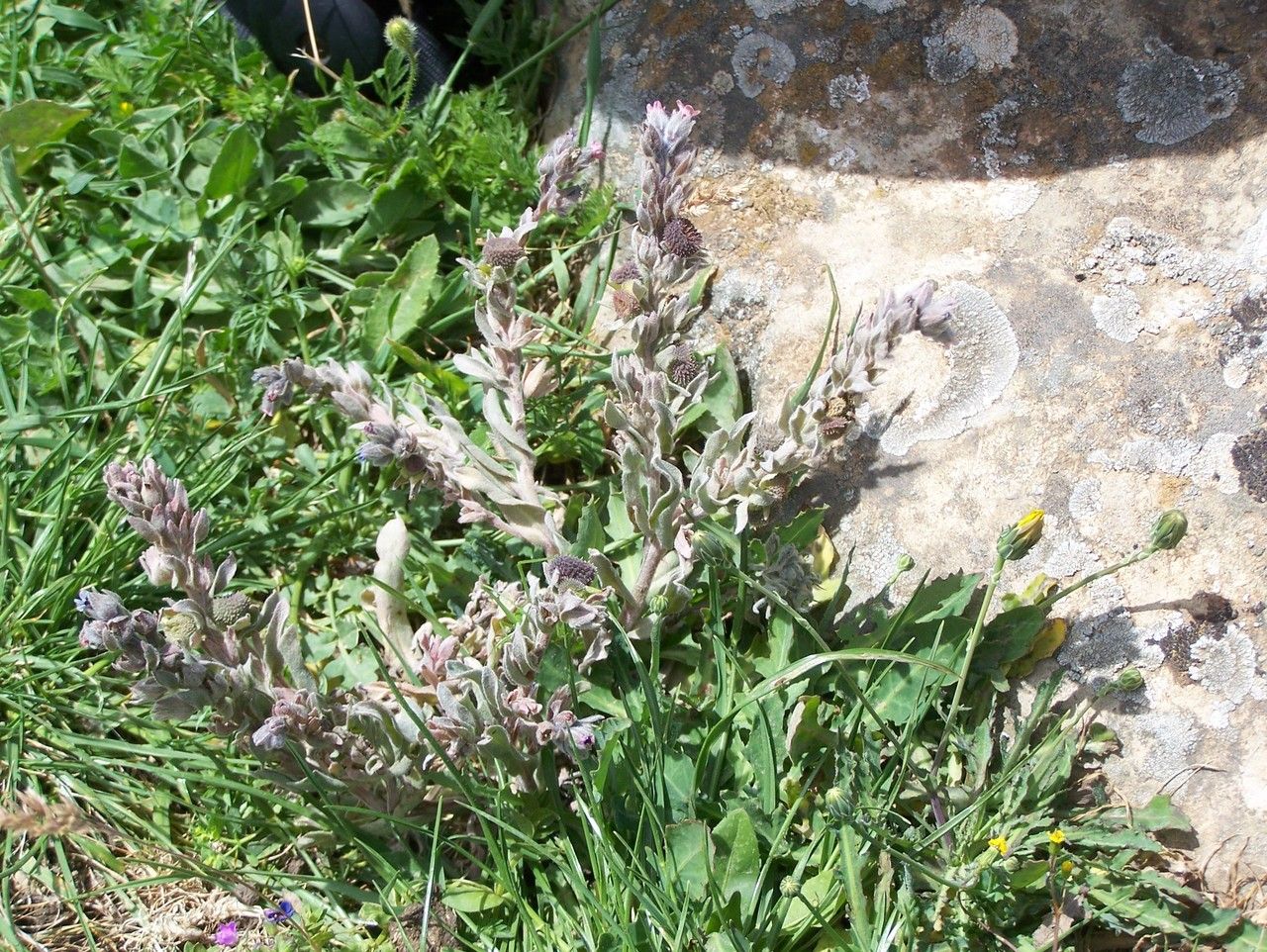 Cynoglossum tubiflorum flower