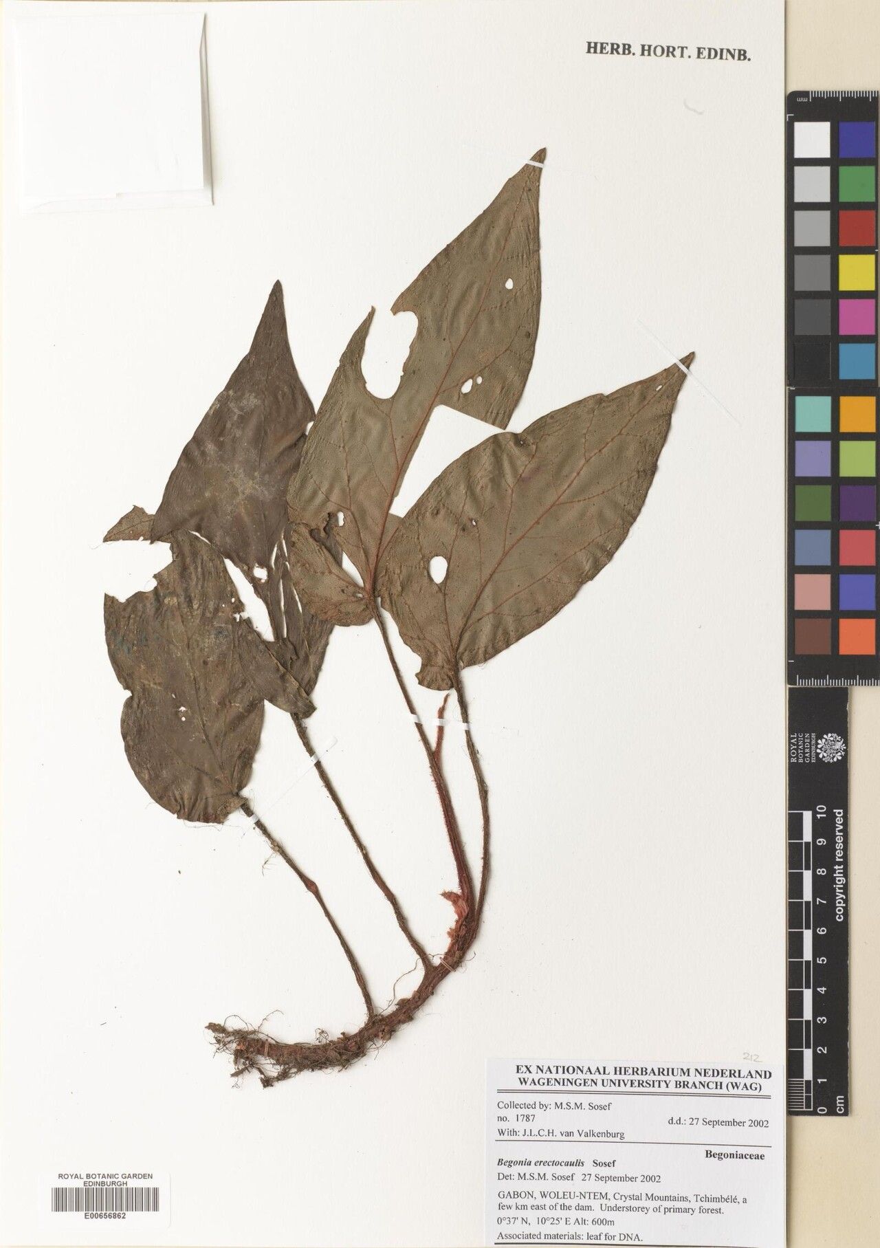 Begonia erectocaulis — houseplant care guide