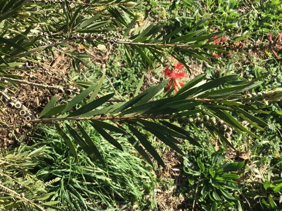 Callistemon viminalis leaf