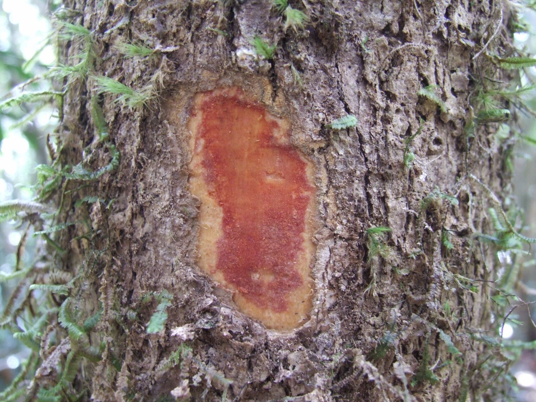 Chionanthus brachystachys bark