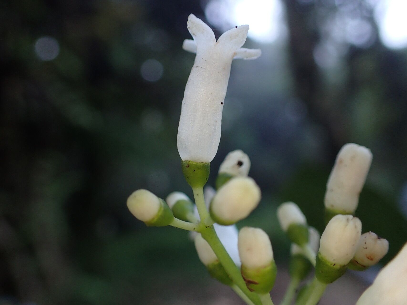 Psychotria nubicola flower