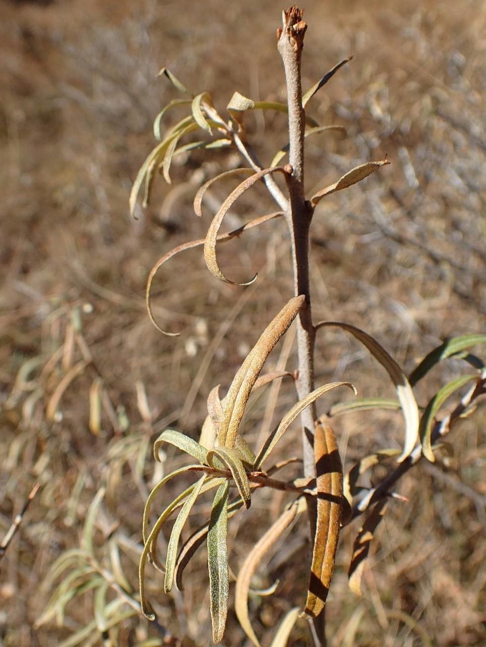 Elaeagnus rhamnoides fruit