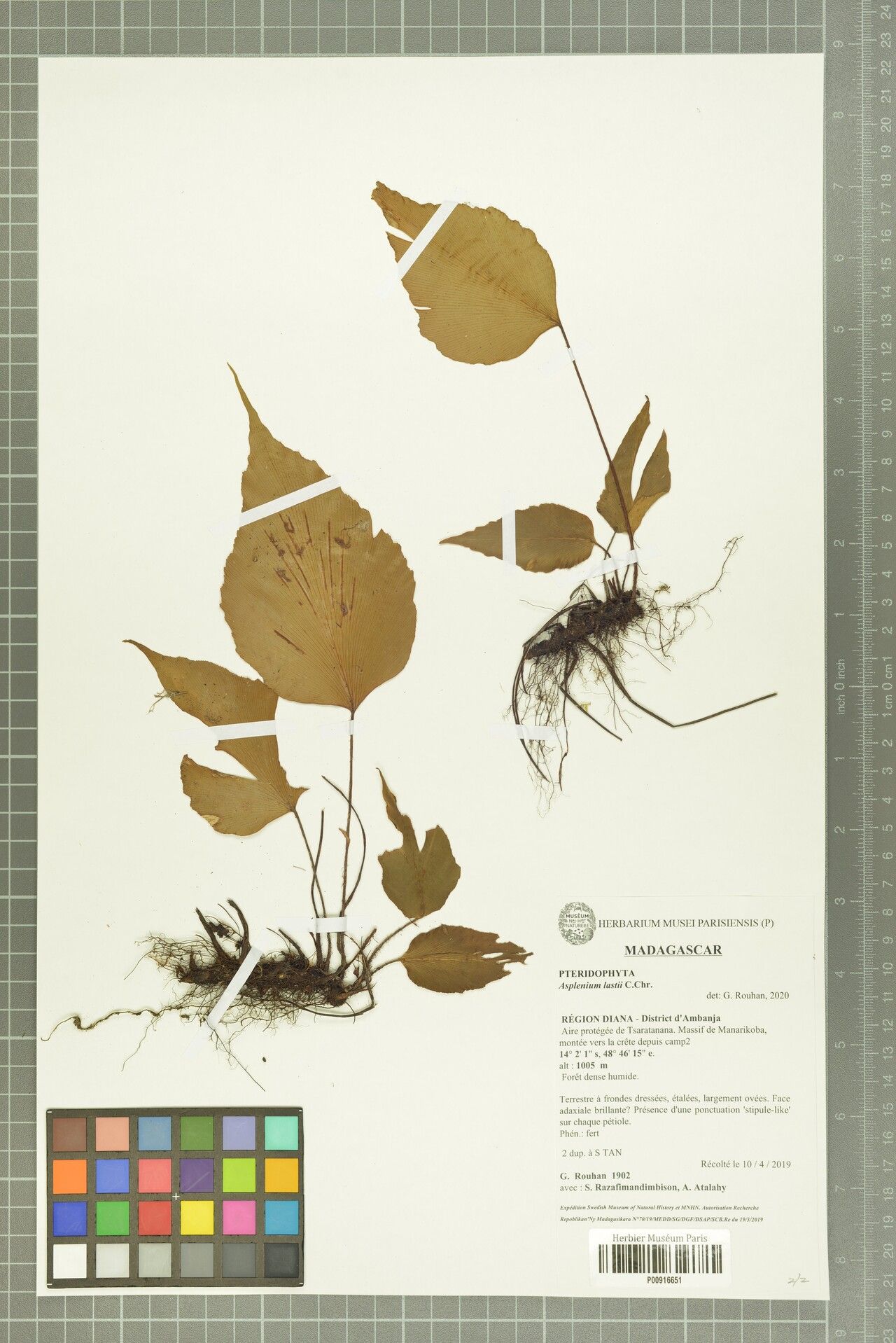 Asplenium lastii — houseplant care guide