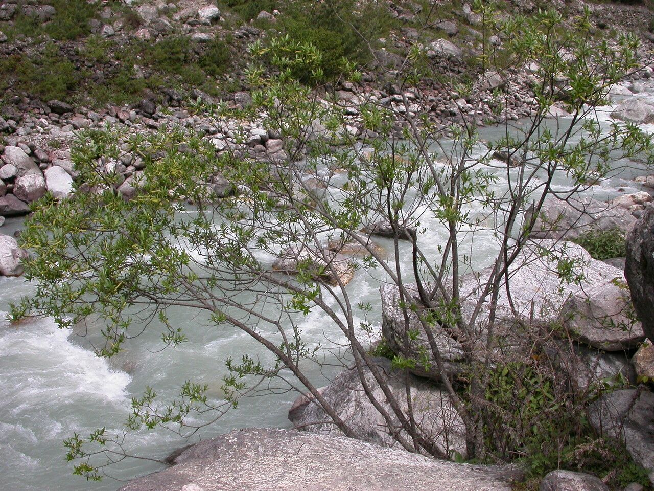 Salix longiflora habit