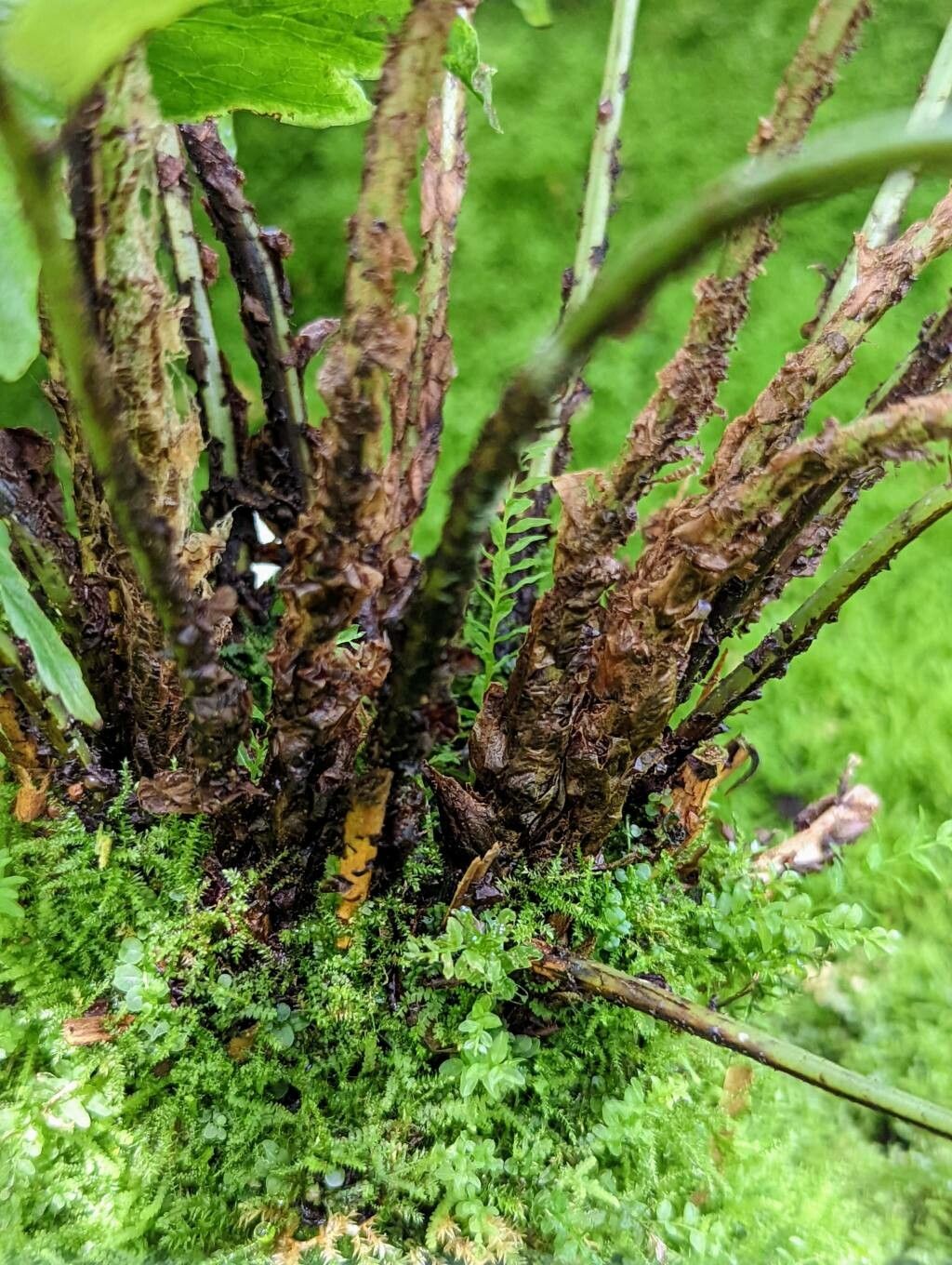 Phanerophlebia juglandifolia bark