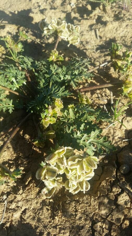 Cymopterus purpurascens — houseplant care guide