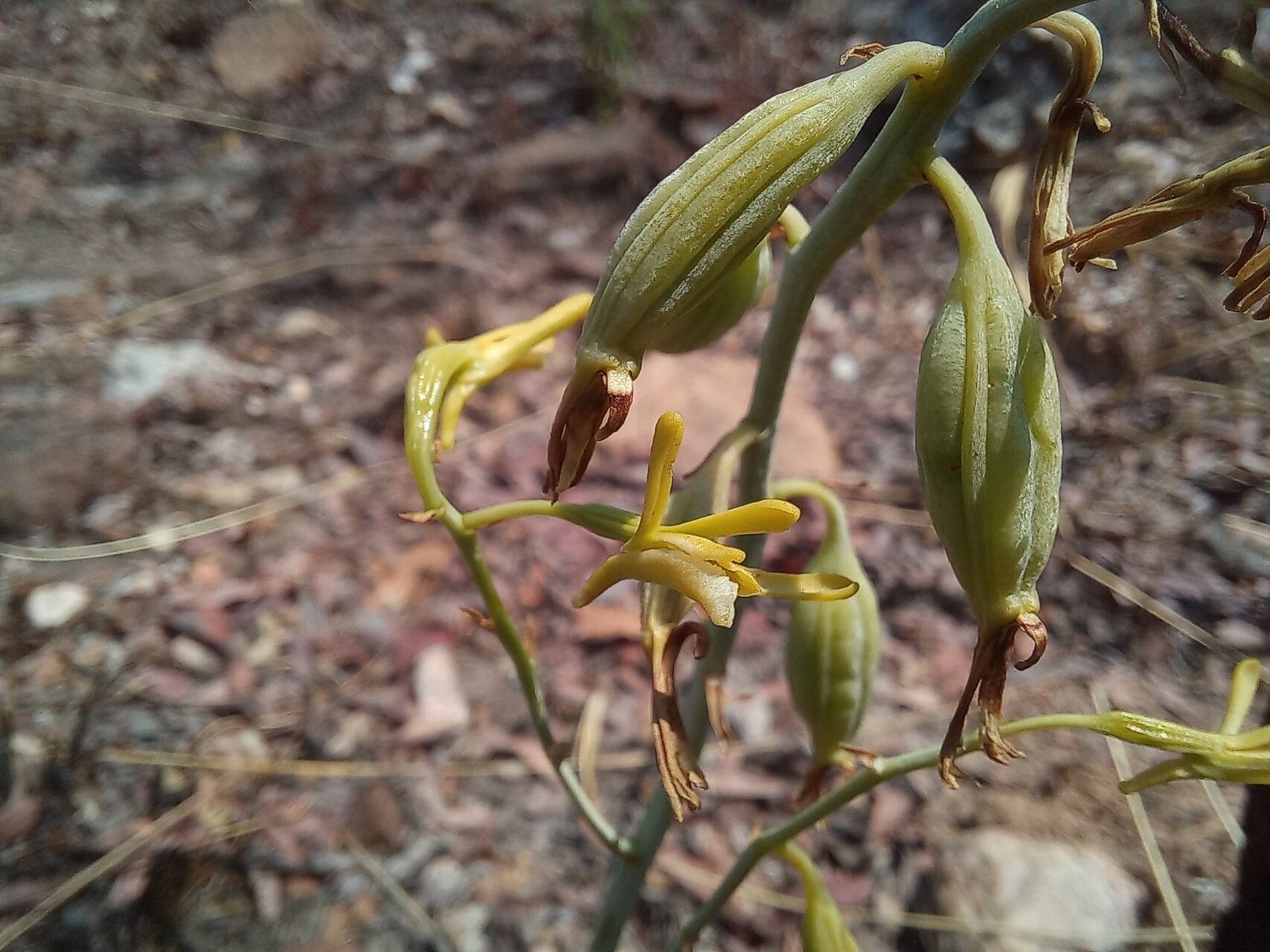 Eulophia callichroma flower