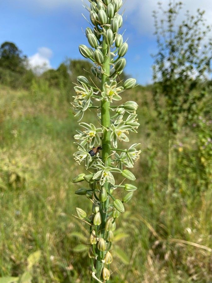 Ornithogalum tenuifolium flower