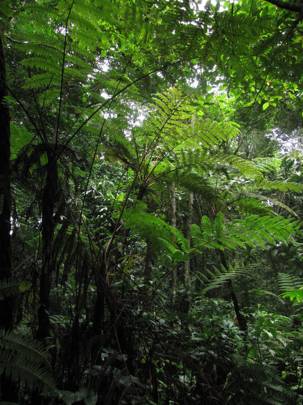Alsophila manniana habit