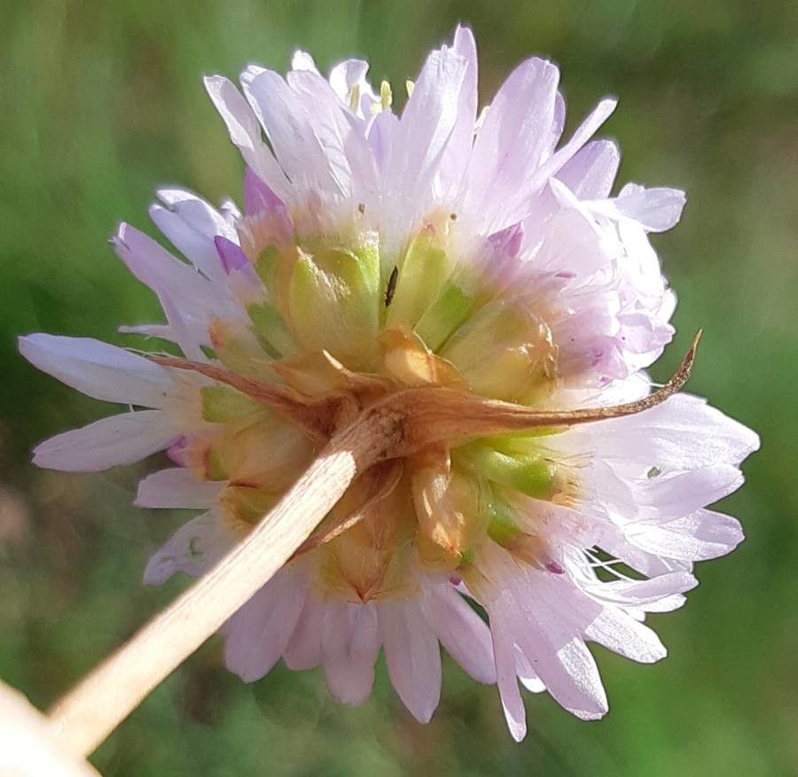 Armeria arenaria flower