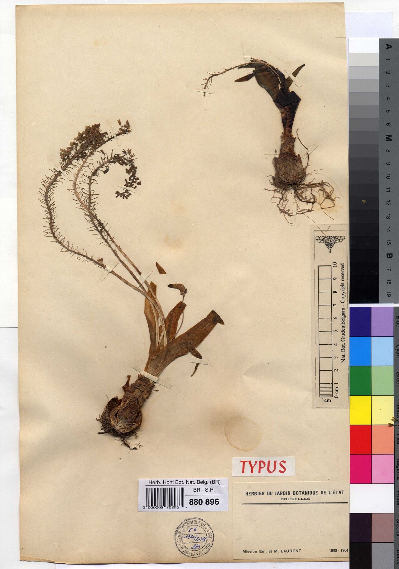 Scilla ledienii — houseplant care guide