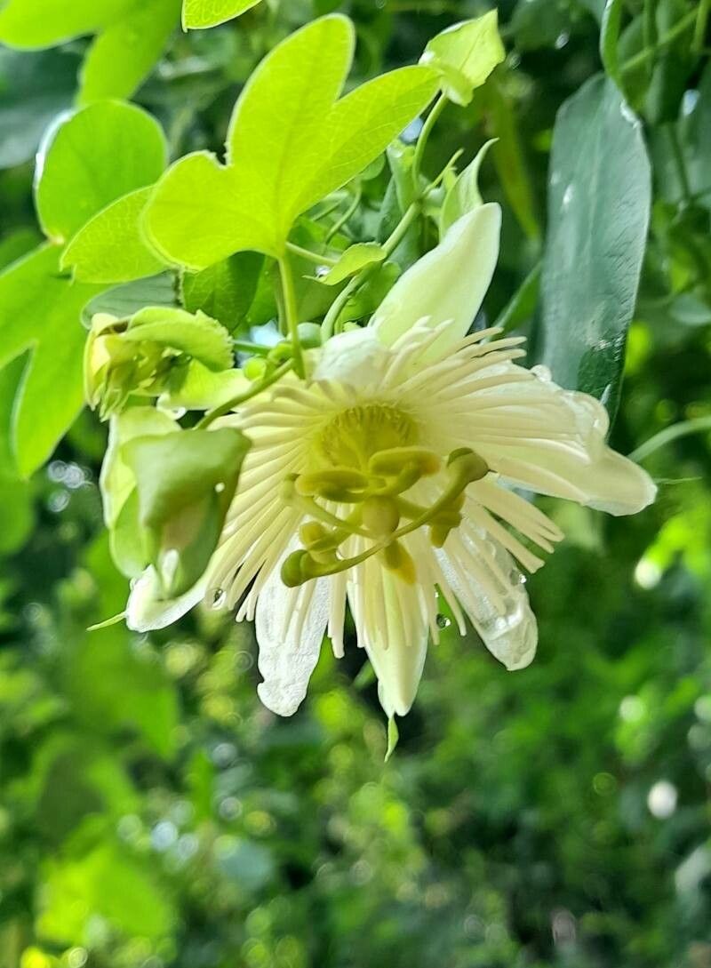 Passiflora tenuifila flower