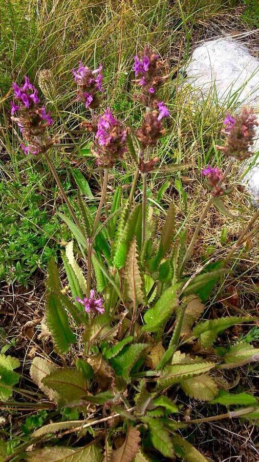 Betonica officinalis flower