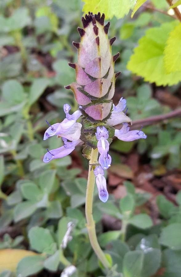 Plectranthus neochilus flower
