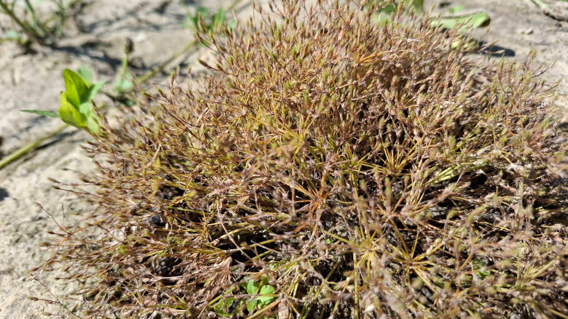 Fimbristylis squarrosa leaf