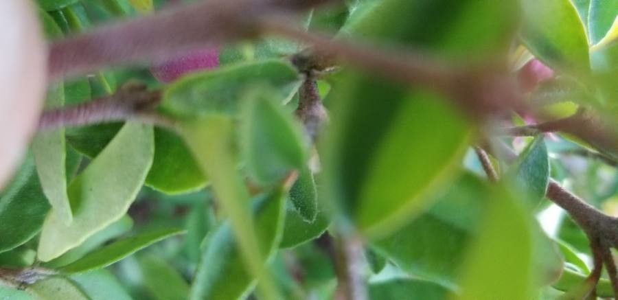 Penstemon baccharifolius bark